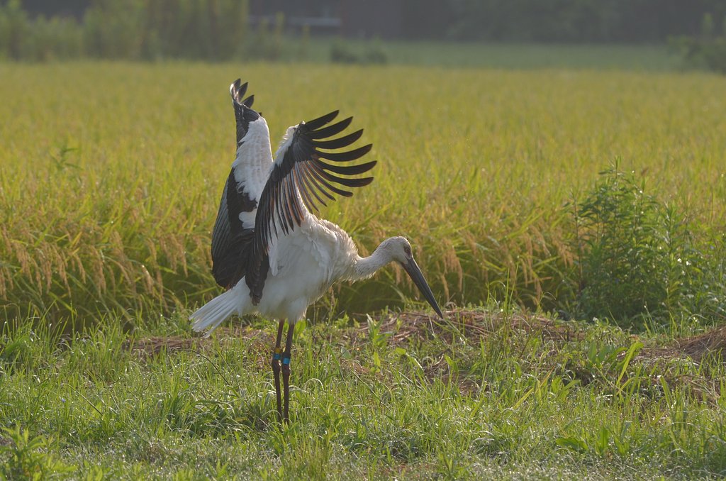 コウノトリ