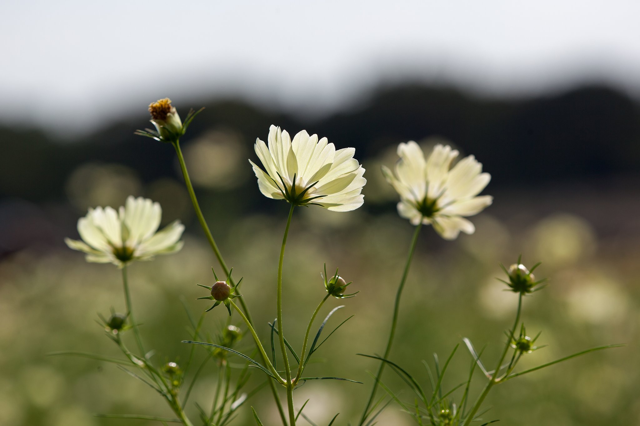 EF180mm F3.5 L MACRO USM