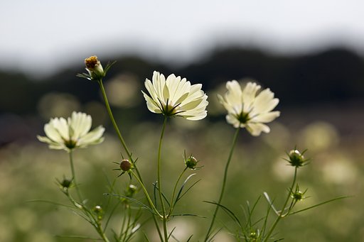 EF180mm F3.5 L MACRO USM