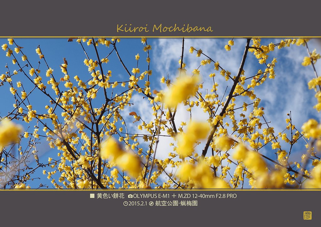 黄色い餅花