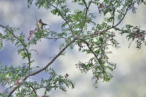 イヌザンショウの木に