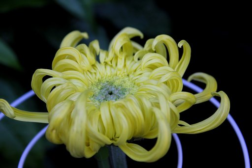 今年の菊（淡い黄の大輪）