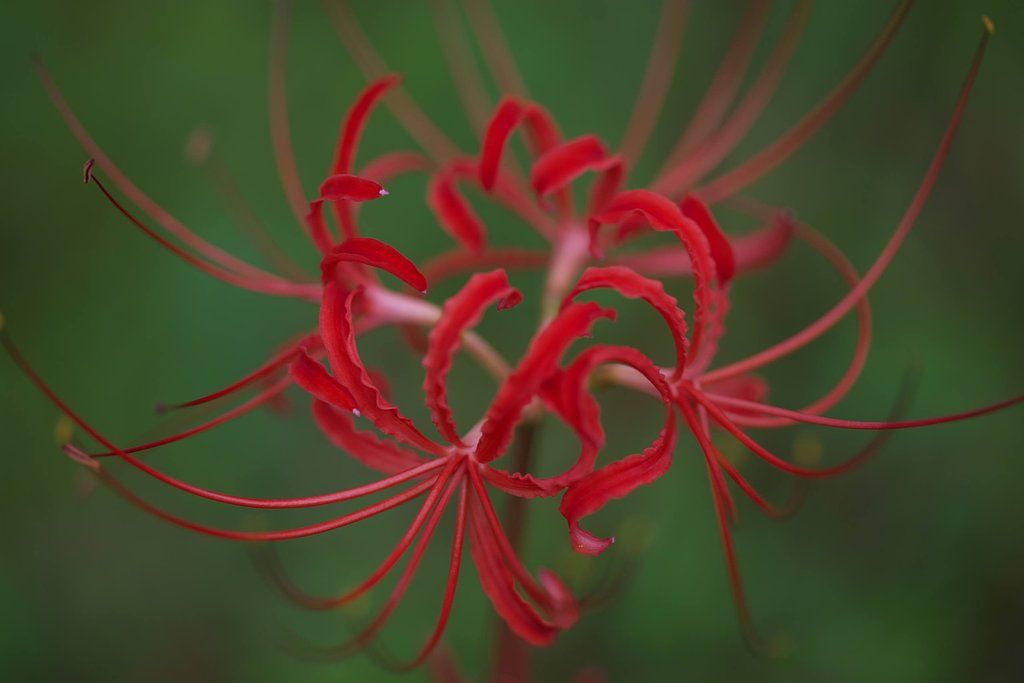 曼珠沙華　2014