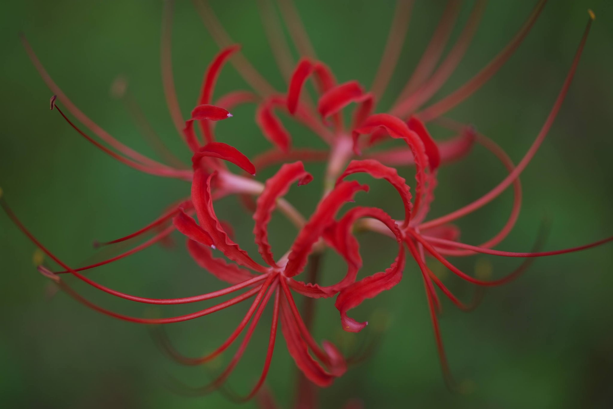 曼珠沙華　2014