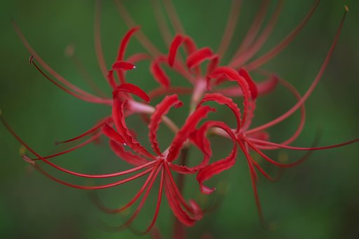 曼珠沙華　2014