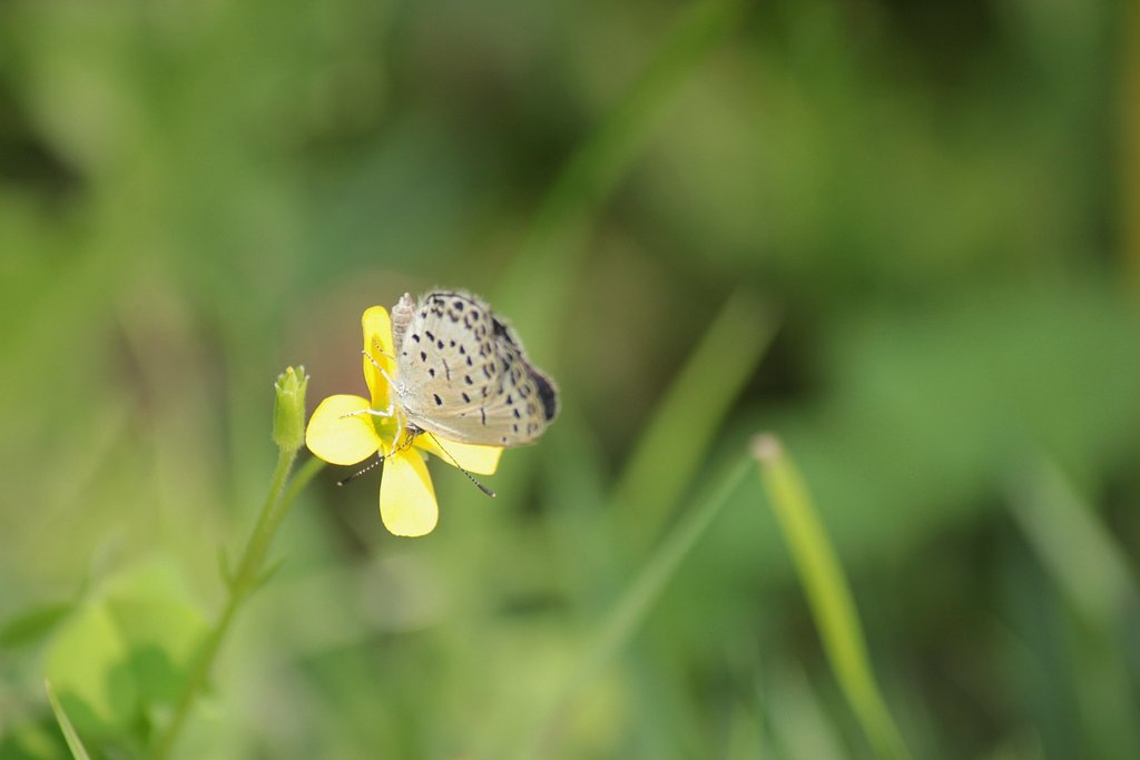 ヤマトシジミとカタバミの花