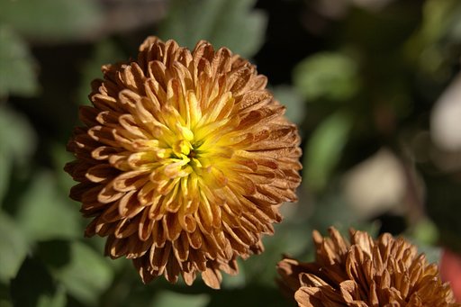 【秋色】枯葉色の菊 