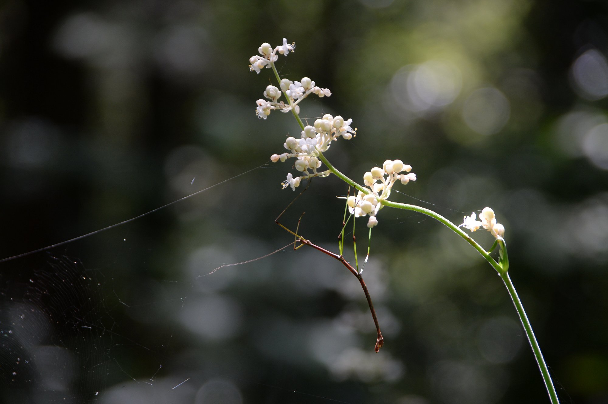 植物に成りきって