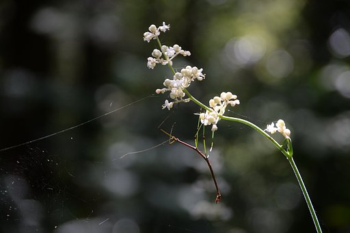 植物に成りきって