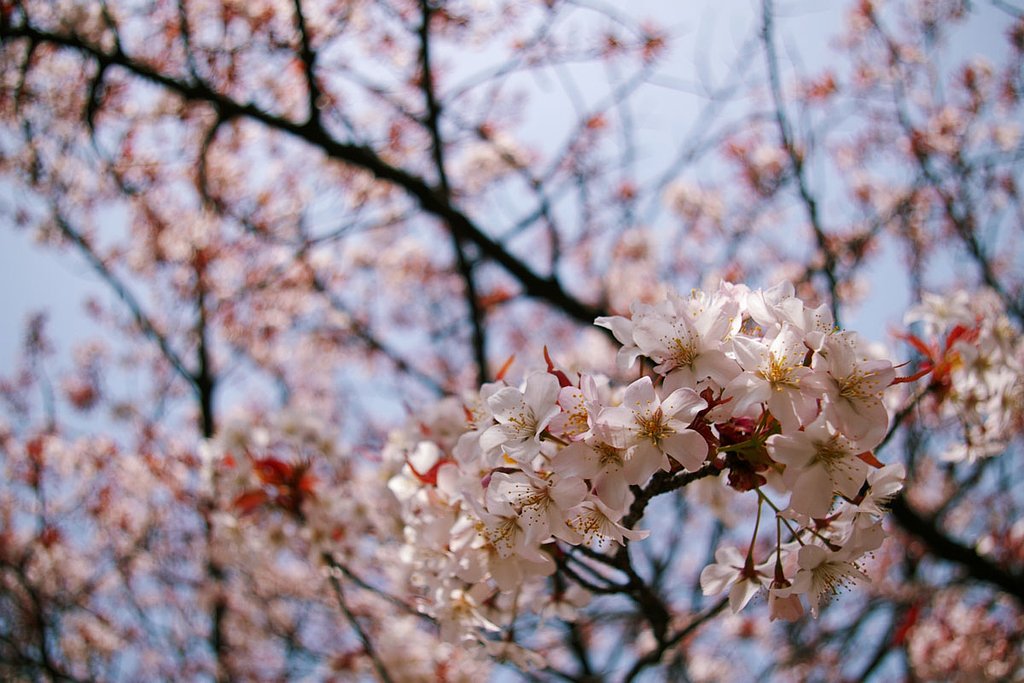 赤い葉の桜