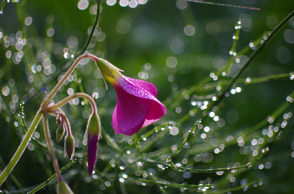 朝露