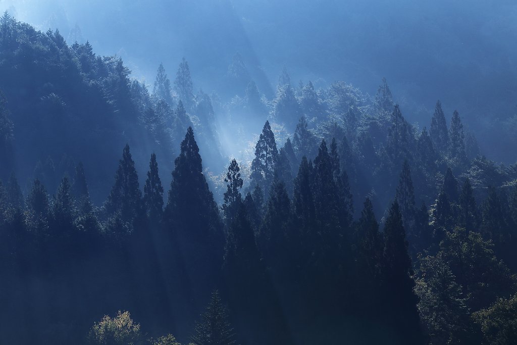 山紫寸光