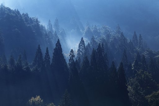 山紫寸光