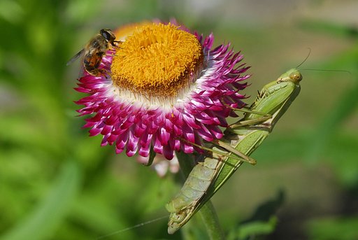 ハナアブと狙うカマキリ