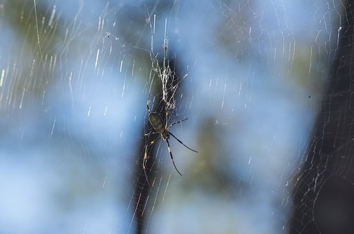 1:Hungry SpiderⅡ訂正