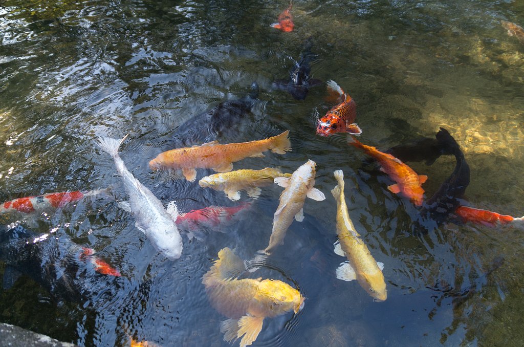 鯉