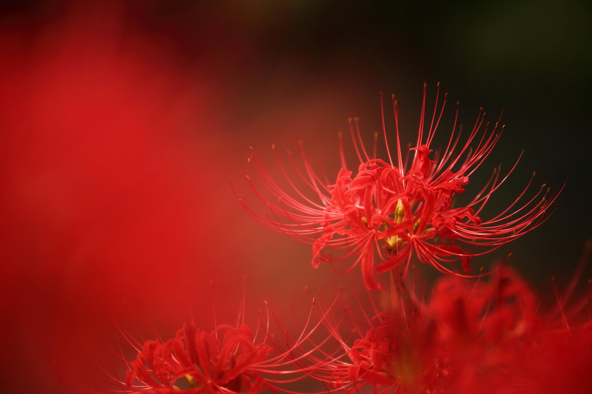彼岸花