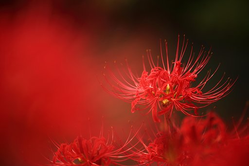 彼岸花