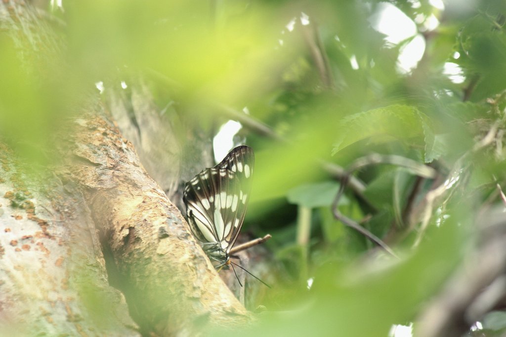 高所にゴマダラチョウ