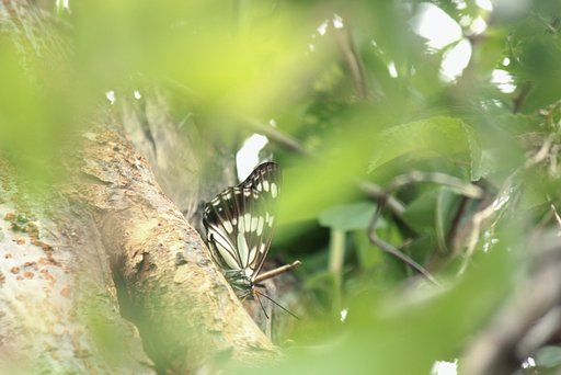 高所にゴマダラチョウ