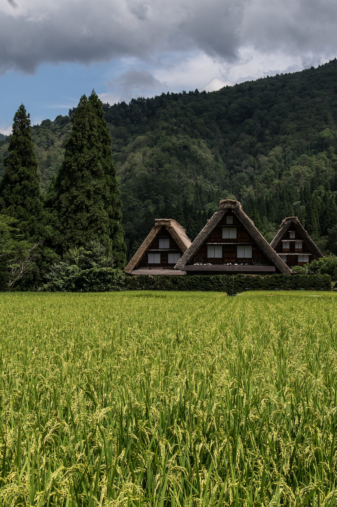晩夏のスケッチ（実り）