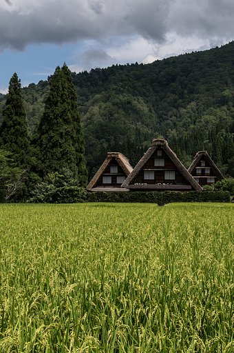 晩夏のスケッチ（実り）