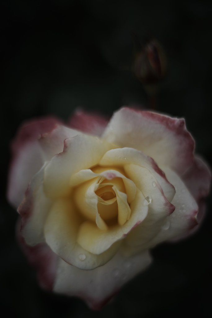 KERN-MACRO-SWITAR 1:1.8/50 AR