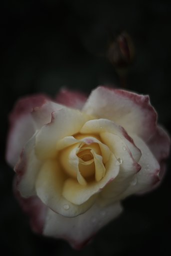 KERN-MACRO-SWITAR 1:1.8/50 AR