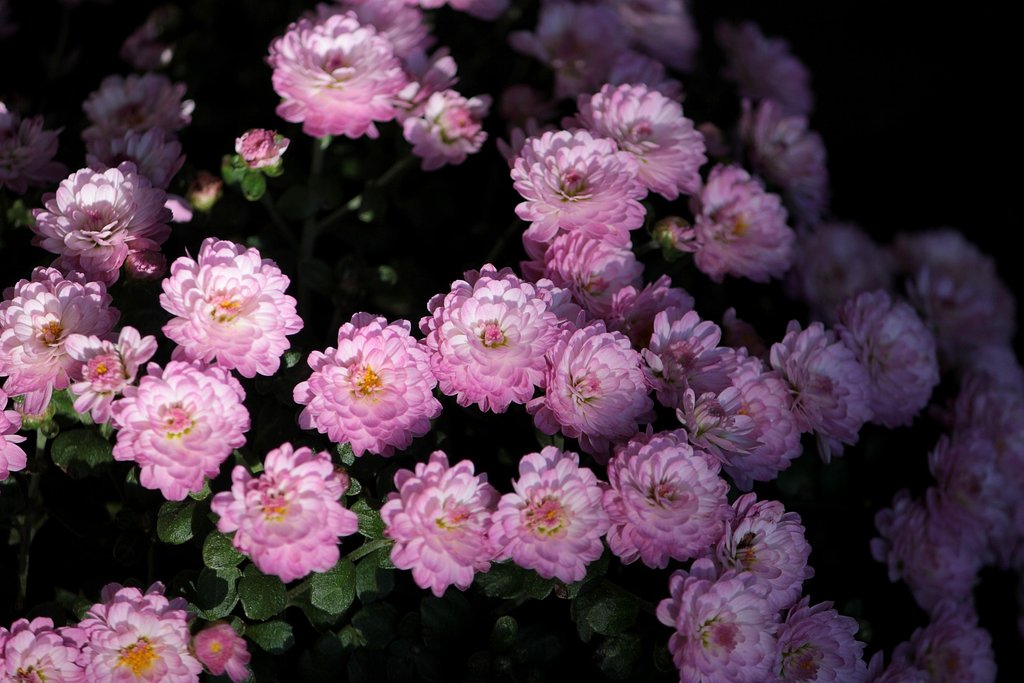 可憐な桃色小菊
