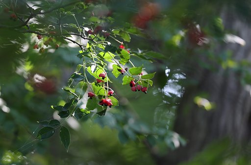 森蔭にて