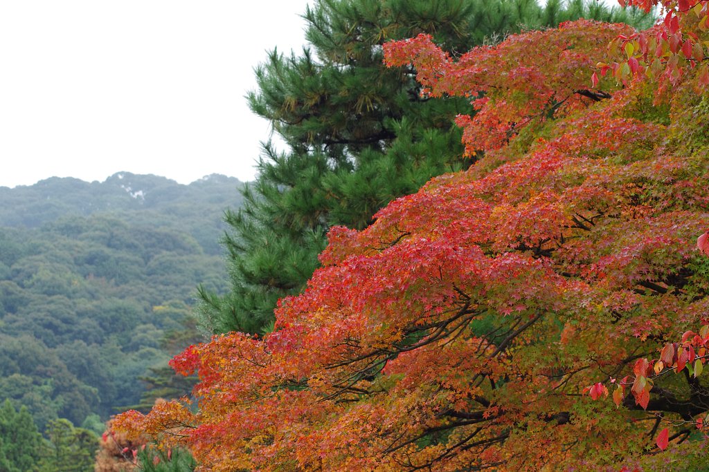 円山