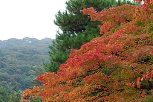 円山