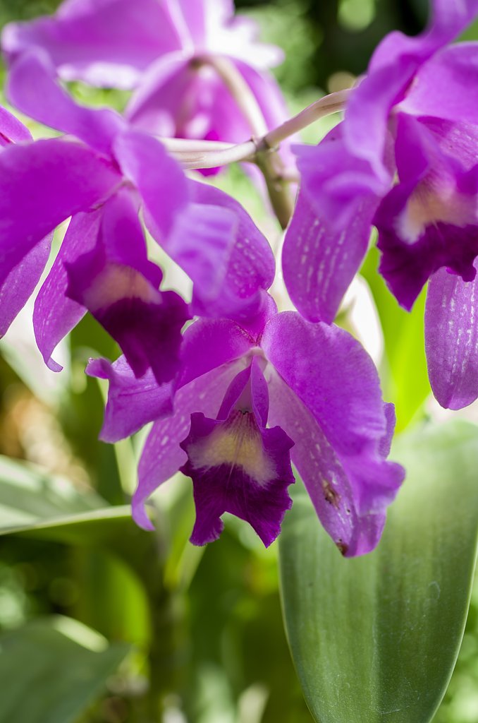 SIGMA MACRO 70mm F2.8 