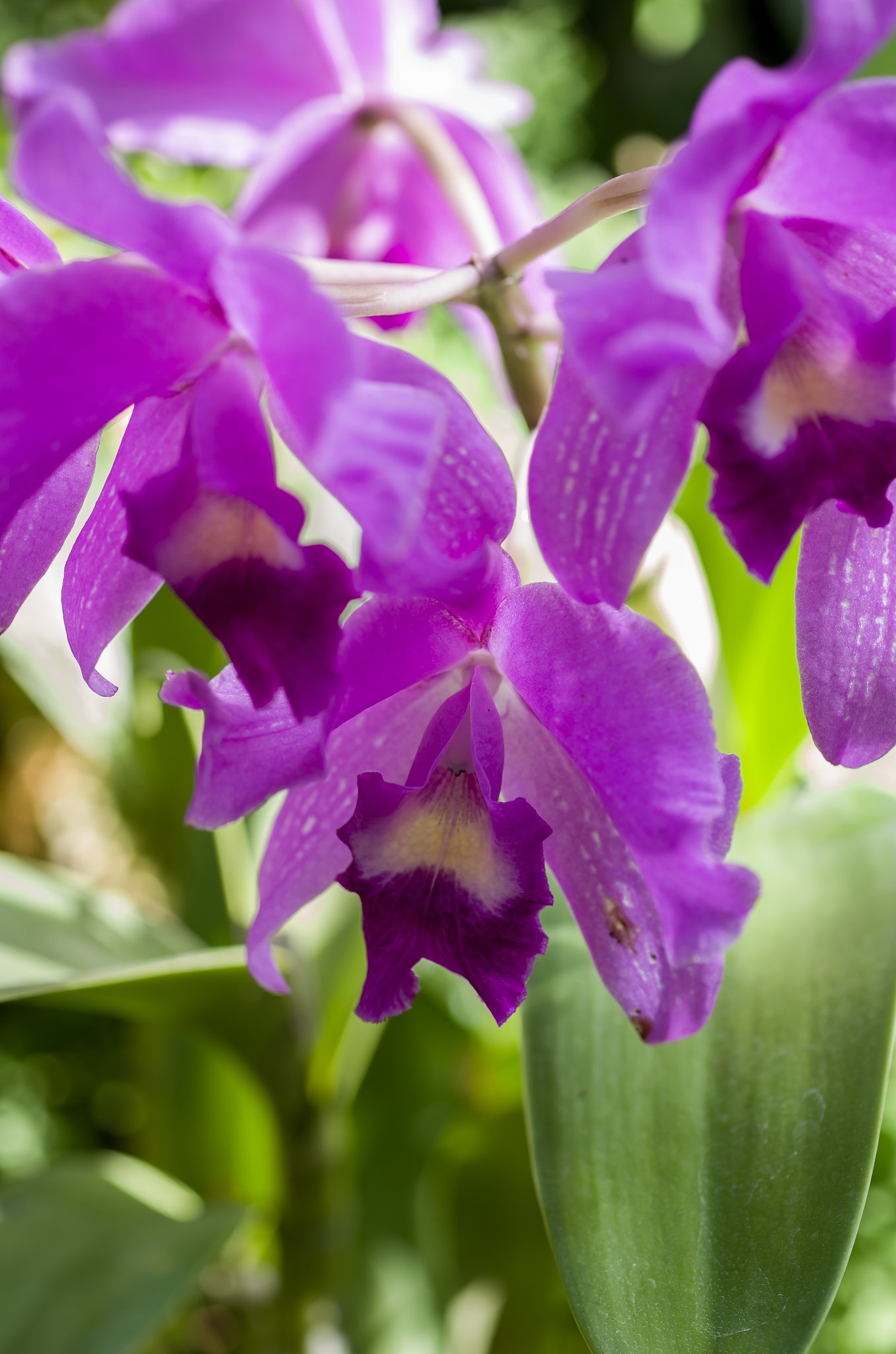 SIGMA MACRO 70mm F2.8 