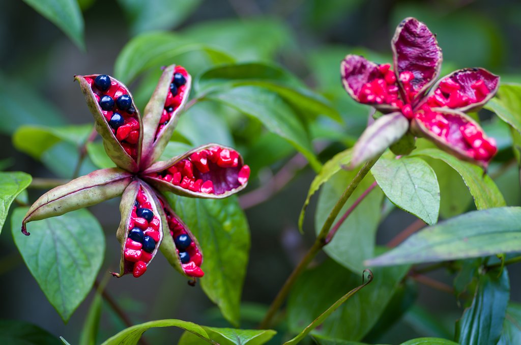 山芍薬