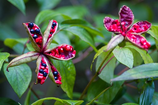 山芍薬