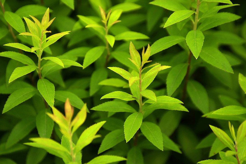 若葉