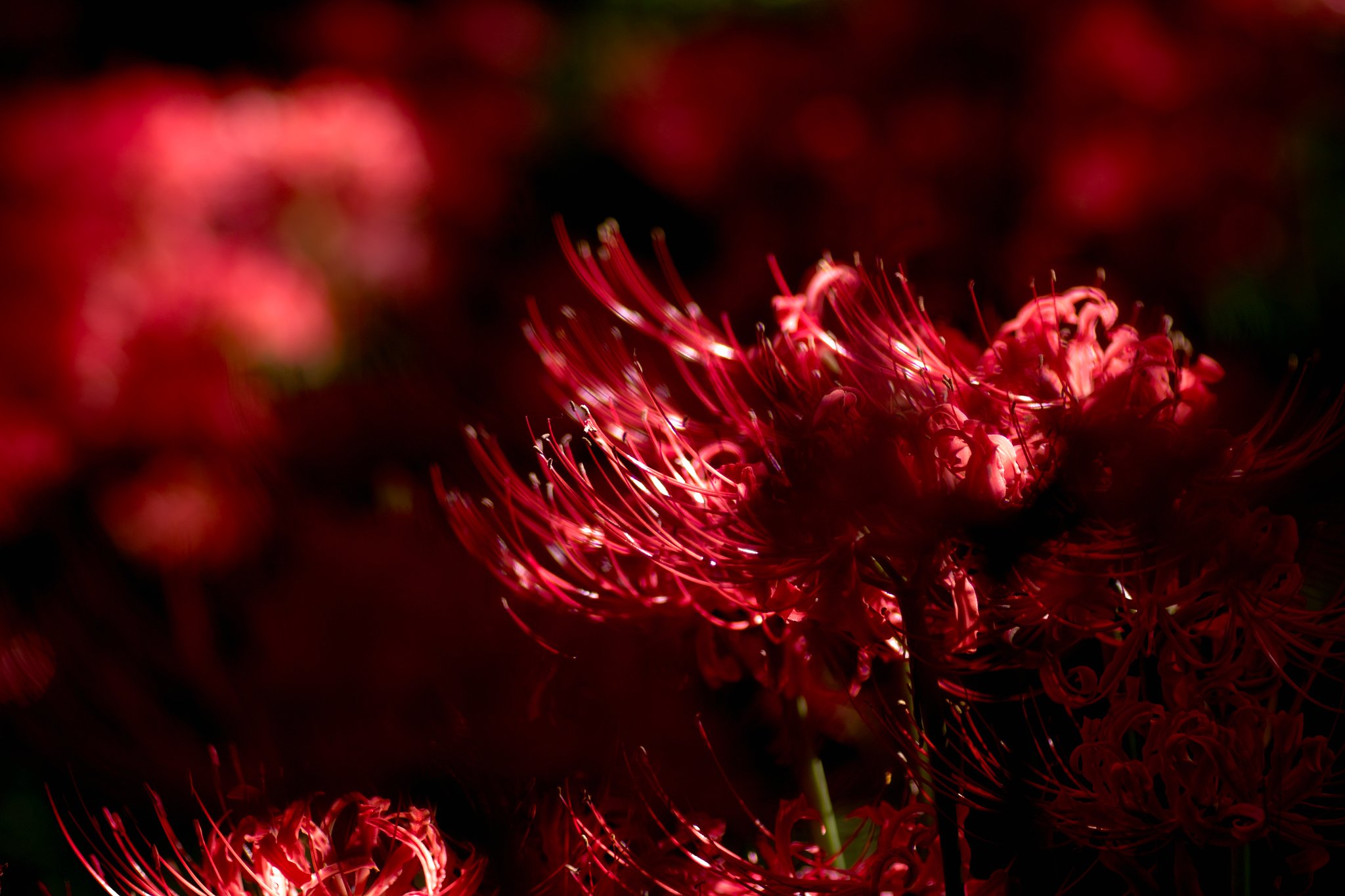 TAMRON SP MF 90mm F2.8 MACRO 1:1 [72B]