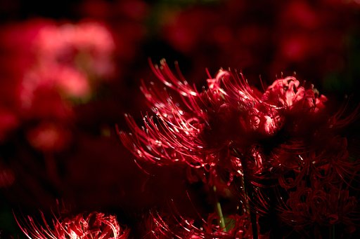 TAMRON SP MF 90mm F2.8 MACRO 1:1 [72B]