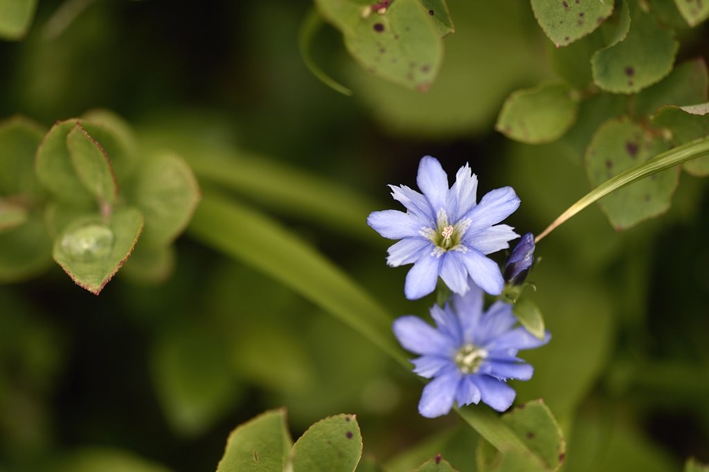 ミヤマリンドウ