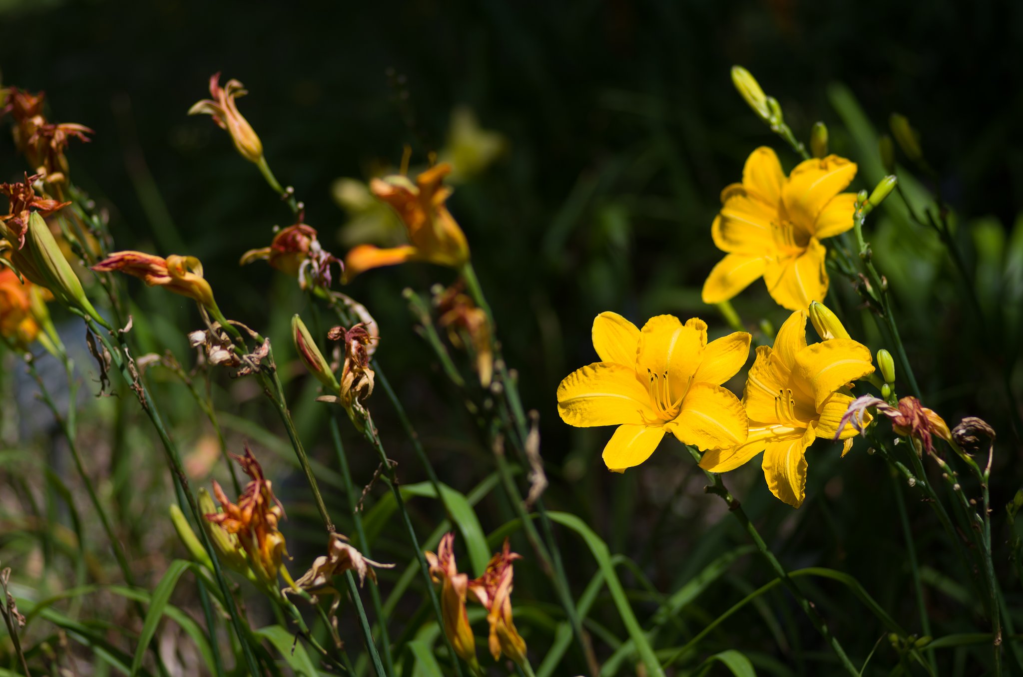 PENTAX-D FA MACRO 100mmF2.8 
