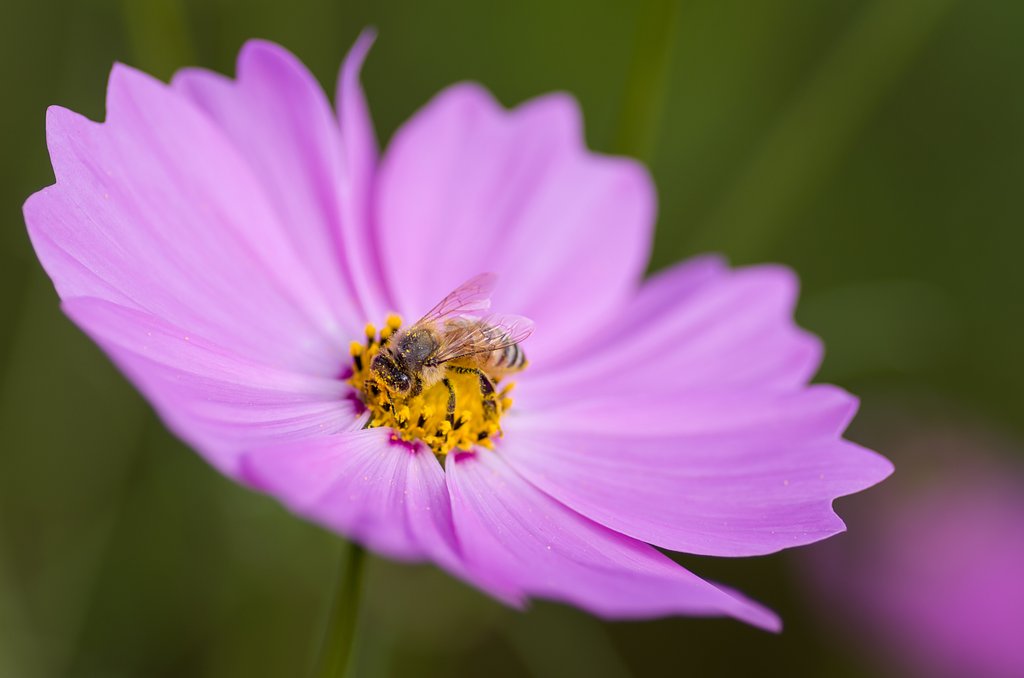 蜜蜂