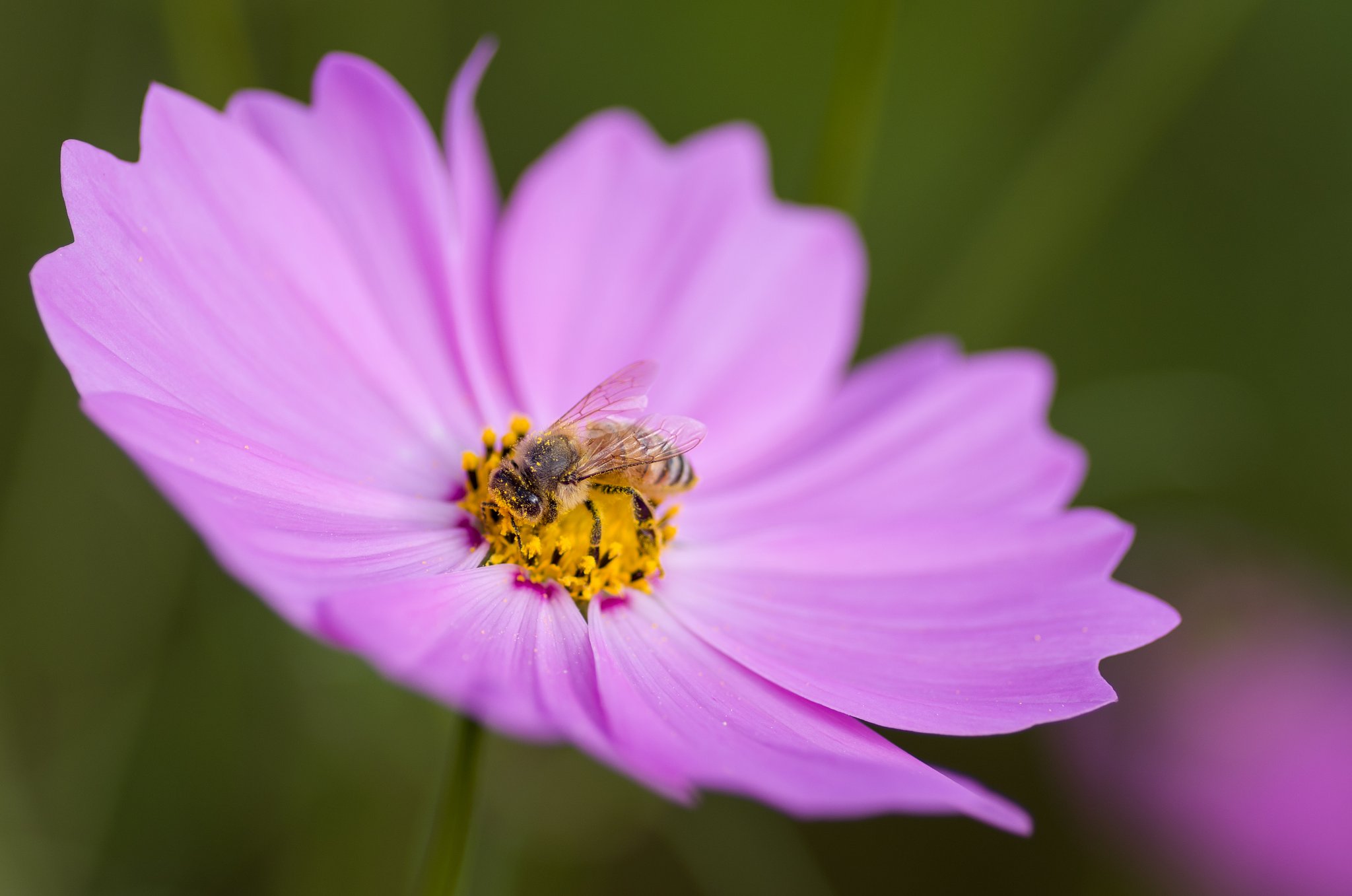 蜜蜂