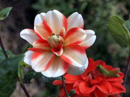 紅白のダリア