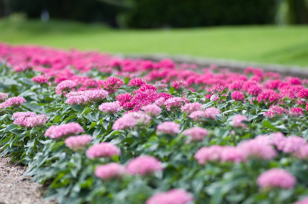 PENTAX-D FA MACRO 100mmF2.8 