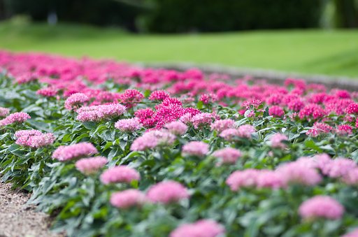 PENTAX-D FA MACRO 100mmF2.8 