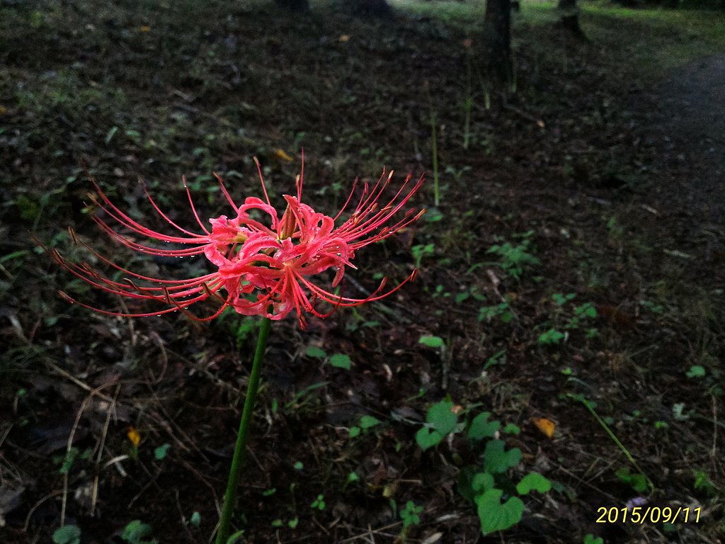 お彼岸
