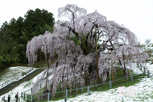 これは本当に珍しいつうか　貴重つうか ^_^;