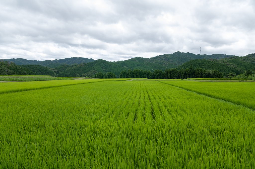 稲