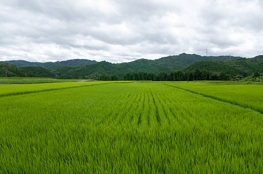 稲